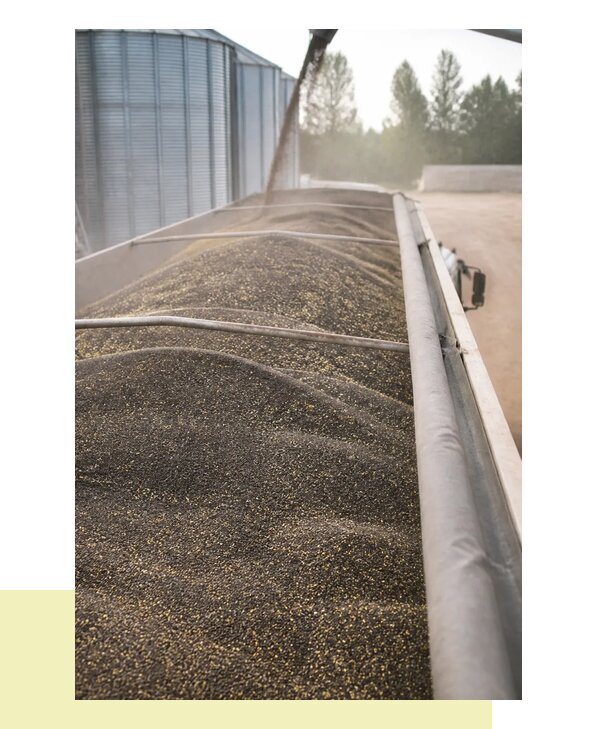 Перевозка рапса в Прохладного с погрузкой и доставкой по адресу
